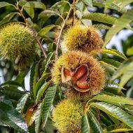 小布施くり感謝フェア